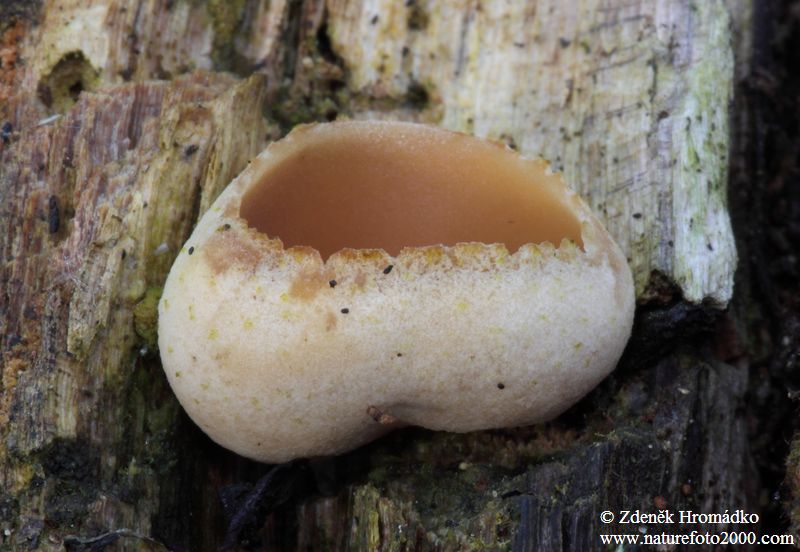 řasnatka, Peziza flavida (Houby, Fungi)